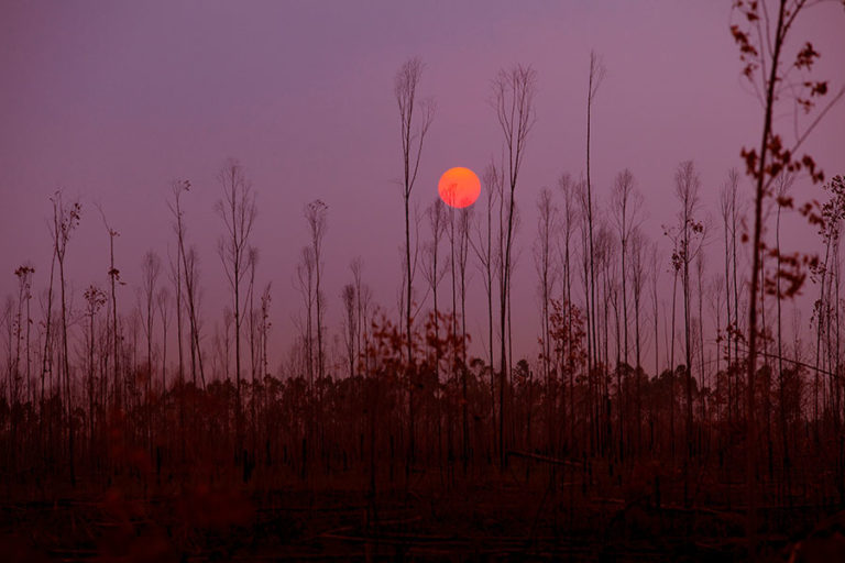 forest fire aftermath