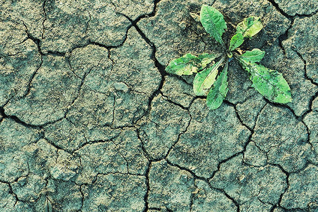 cracked earth with plant