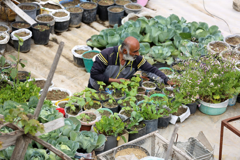Color aerial photo of Tayseer Abu Dan tending his rooftop container garden.